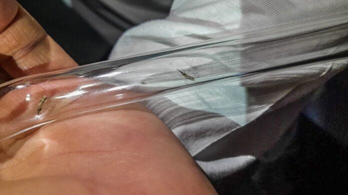 SES-MONITORAMENTO-A-MALARIA-POR-CARMECI-NATALINA-ELIAS.jpg
