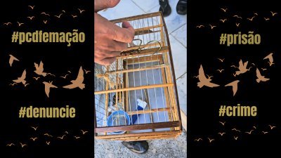 PCDF prende porteiro por embaraçar ação fiscalizadora e manter ave silvestre em cativeiro