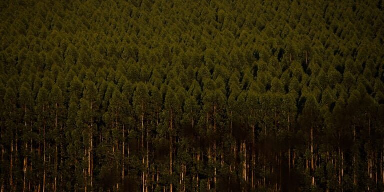 Câmara retira plantação de eucalipto da lista de atividades poluidoras