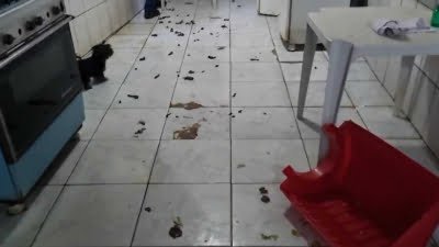 PCDF: 38ª DP resgata animais vítimas de maus-tratos em Vicente Pires