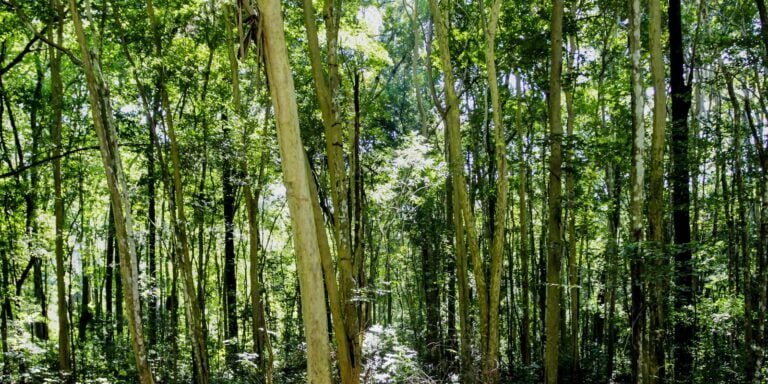 Câmara aprova regras menos rígidas para plantação de eucalipto