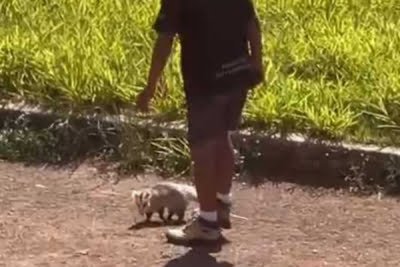 PCDF identifica e responsabiliza homem por maus-tratos a saruê em Brasília