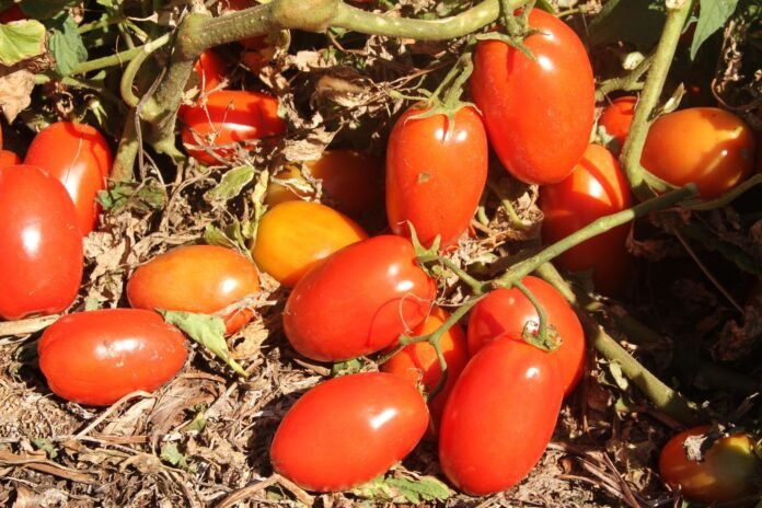 AGRODEFESA-TOMATE-FOTO-HENRIQUE-MARTINS-GIANVECCHIO-CARVALHO-EMBRAPA.jpeg
