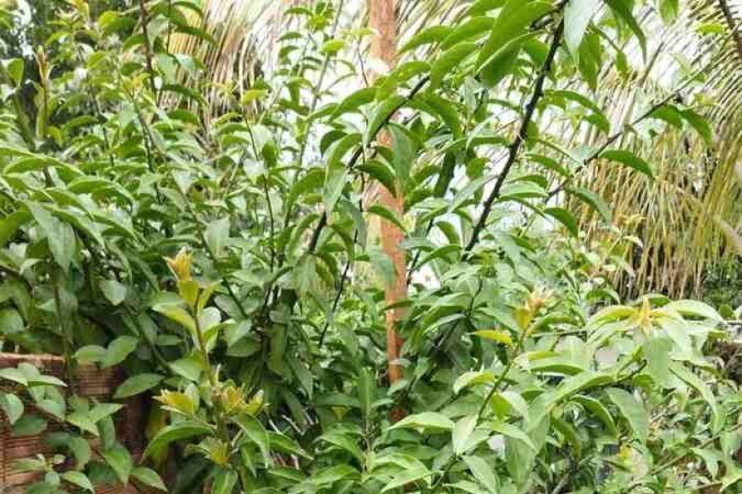 1721653378_20.7.-Curso-Brasilia-Ambiental.-Plantas-Medicinais-do-Cerrado-Ora-pro-Nobis.jpeg