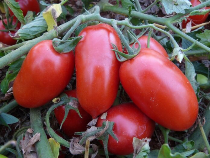 Tomate-Foto-Embrapa-Hortalicas.jpg