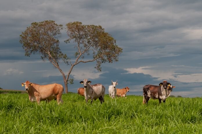 SEAPA-FCO-RURAL-PRODUCAO-AGROPECUARIA.jpeg