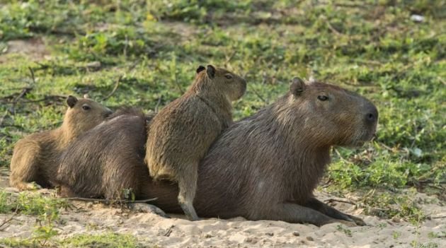 Foto-2-Mat-Dia-de-Combate-ao-Trafico-de-Animais-Silvestres.jpg
