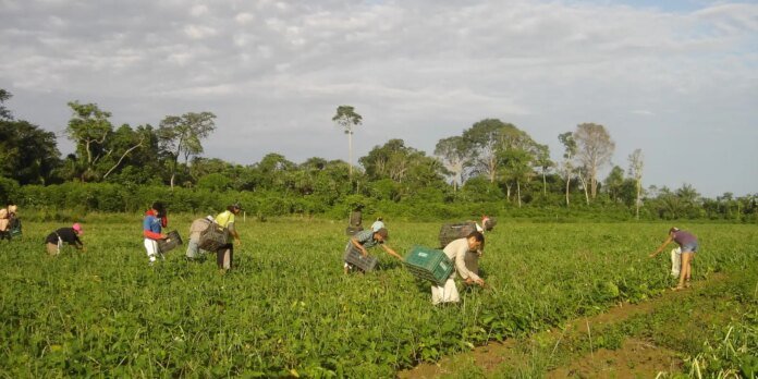 agricultores_familiares_colhem_feijao-caupi_-_emanuel_cavalcante_-_embrapa_amapa.jpg