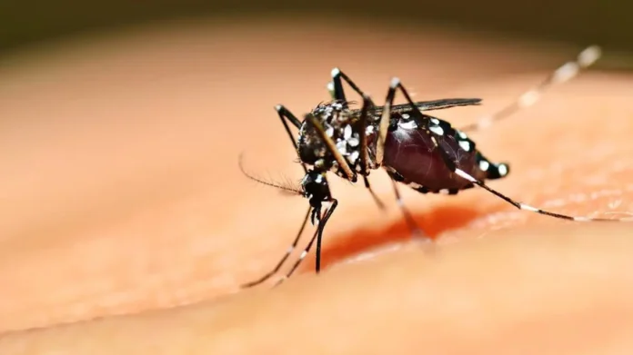 MOSQUITO-AEDES-AEGYPTI-TRANSMISSOR-DA-DENGUE-ZIKA-E-CHICUNGUNYA-1215x683.jpg.webp.webp