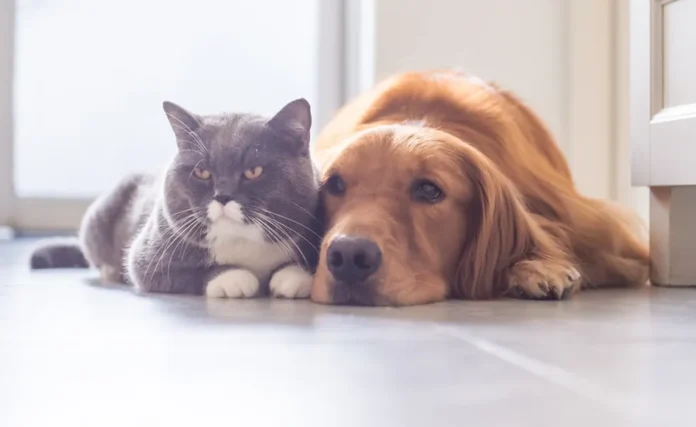 cao-e-gato