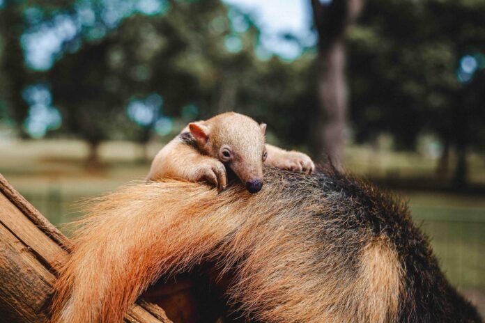 17.3.-Filhote-de-tamandua.-Foto-Divulgacao-Jardim-Zoologico-de-Brasilia-scaled.jpeg