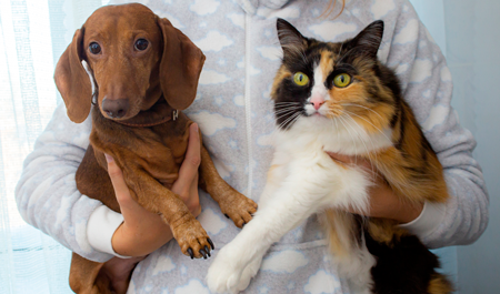 gato e cachorro