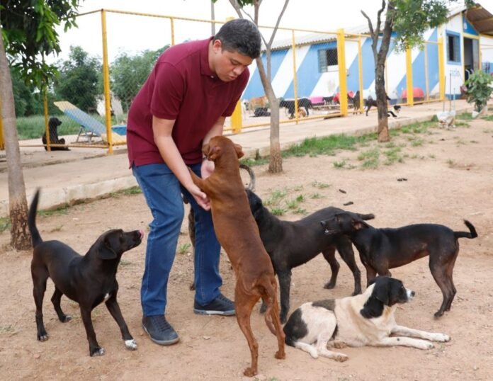 daniel animais