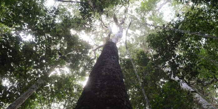 dsmatamento_na_amazonia_pa_moju_7855.jpg