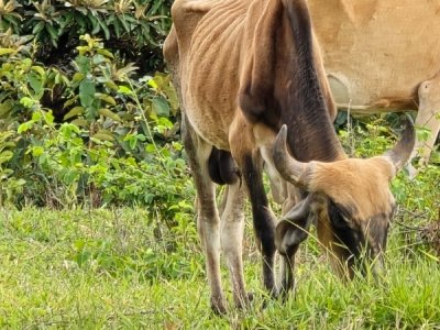 PCDF apura situação de bovinos encontrados em condição de extrema magreza, sem acesso adequado à água e sem abrigo