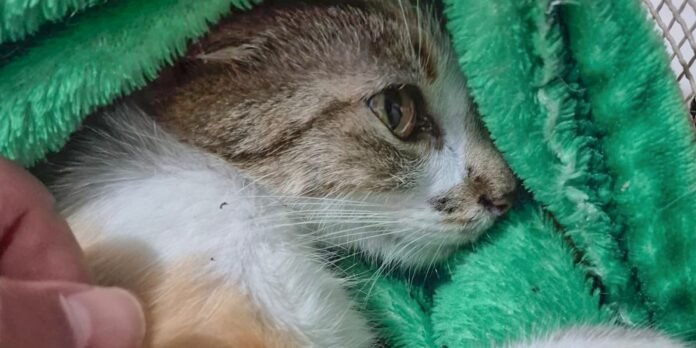 gatinha_que_foi_arremessada_de_um_predio_em_curitiba.jpg
